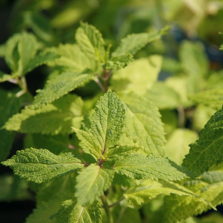 Teucrium Viscidum Lemon And Lime E1759935651755