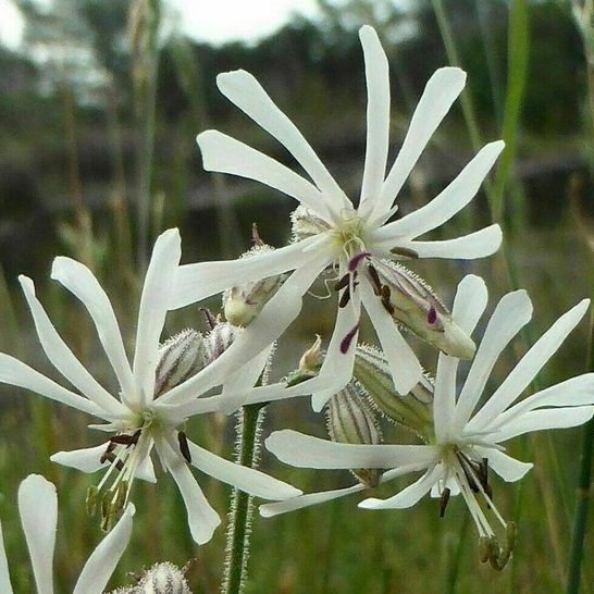 Silene Nutans Confetti E1759934981662