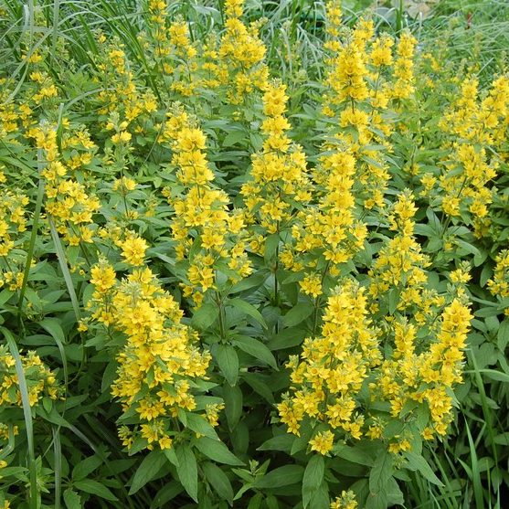 Lysimachia Punctata E1759931154976