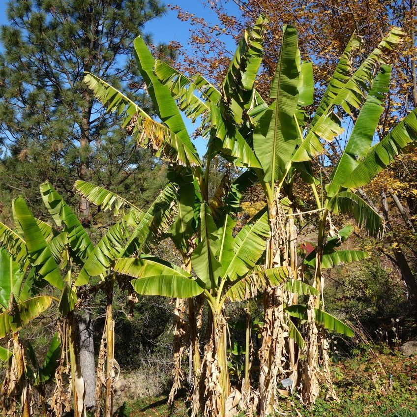 Musa Sikkimense Darjeeling E1759931639452