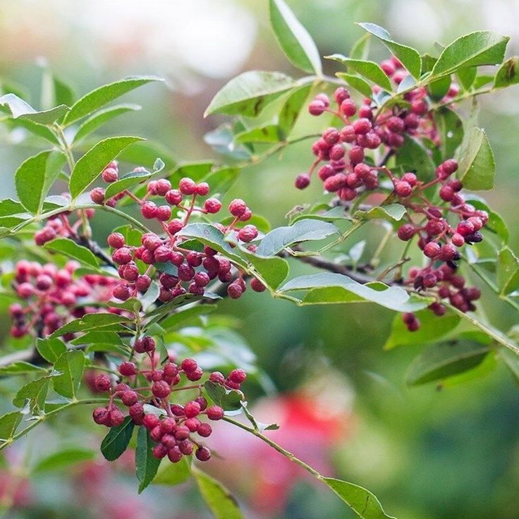 Zanthoxylum Simulans E1759936341161