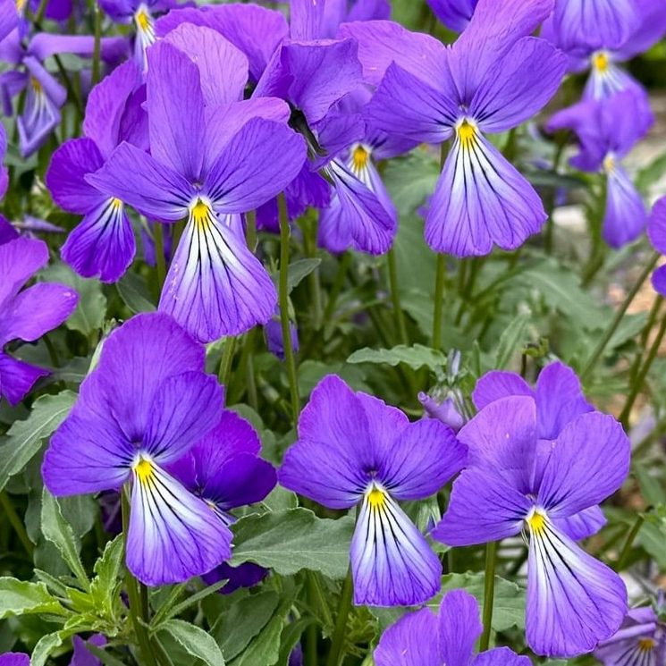 Viola Corsica E1759936279385