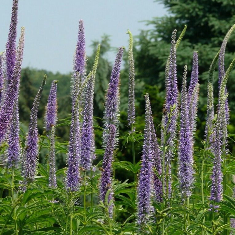 Veronicastrum Sachilensis E1759936241400