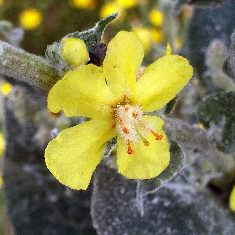 Verbascum Pulverulentum E1759936191609