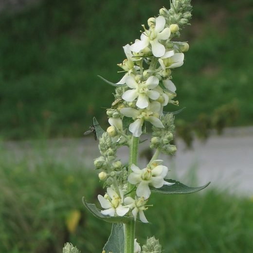 Verbascum Lychnitis E1759936076632