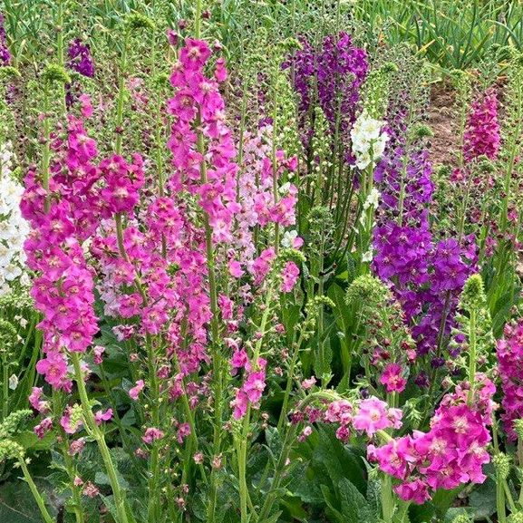 Verbascum Mixture E1759936134589