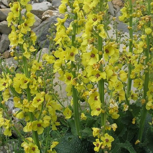 Verbascum Blatteria Yellow E1759936014470
