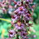 Veratrum Nigrum E1759935817208