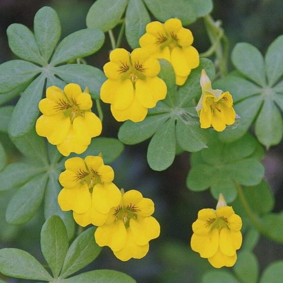 Tropaeolum Brachycerus E1759935688411