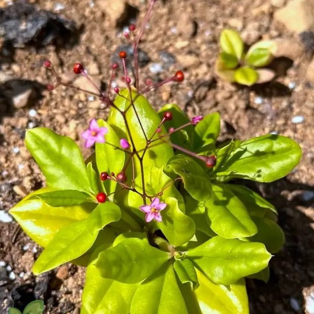 Talinum Paniculatum Kingswood Gold E1759935612670