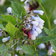 Symphytum Grandiflorum Sky Blue Pink E1759935558155