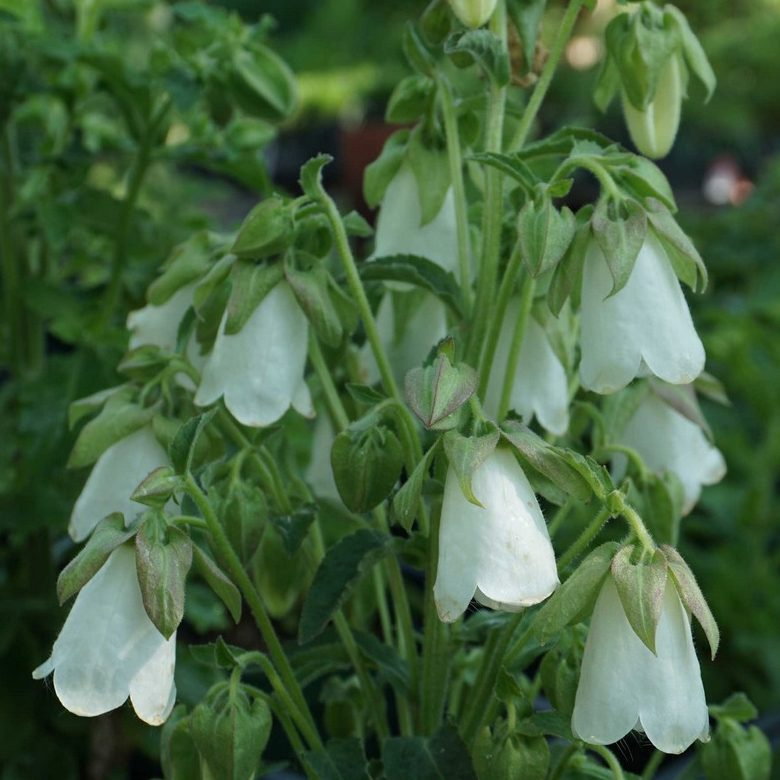 Symphyandra Hoffmanii E1759935509258