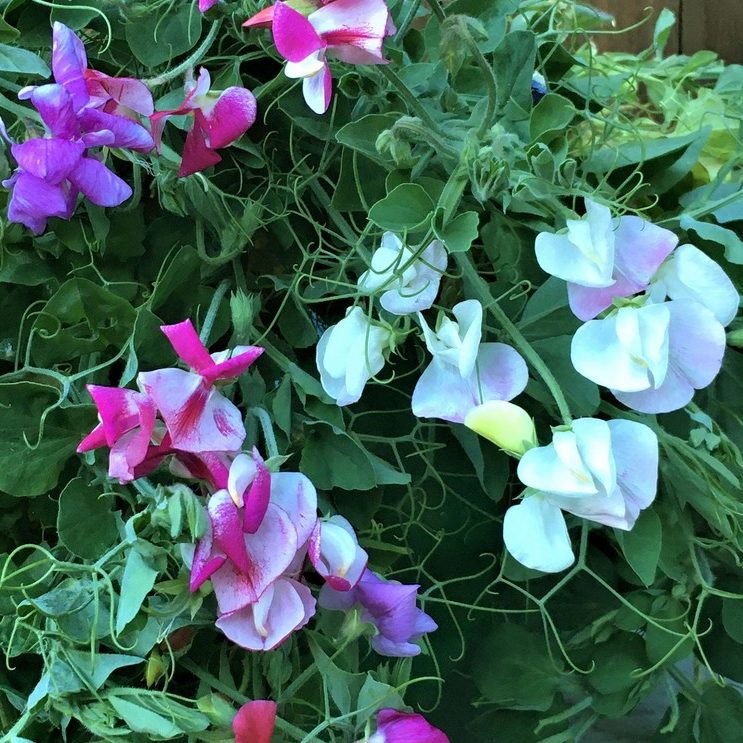 Sweet Pea Cupid Mix E1759935444773