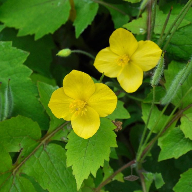 Stylophorum Lasiocarpum E1759935382570