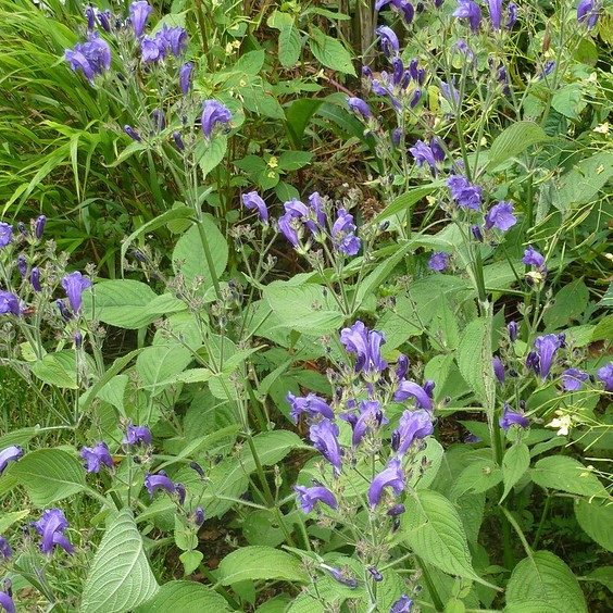 Strobilanthes Attenuata E1759935330113