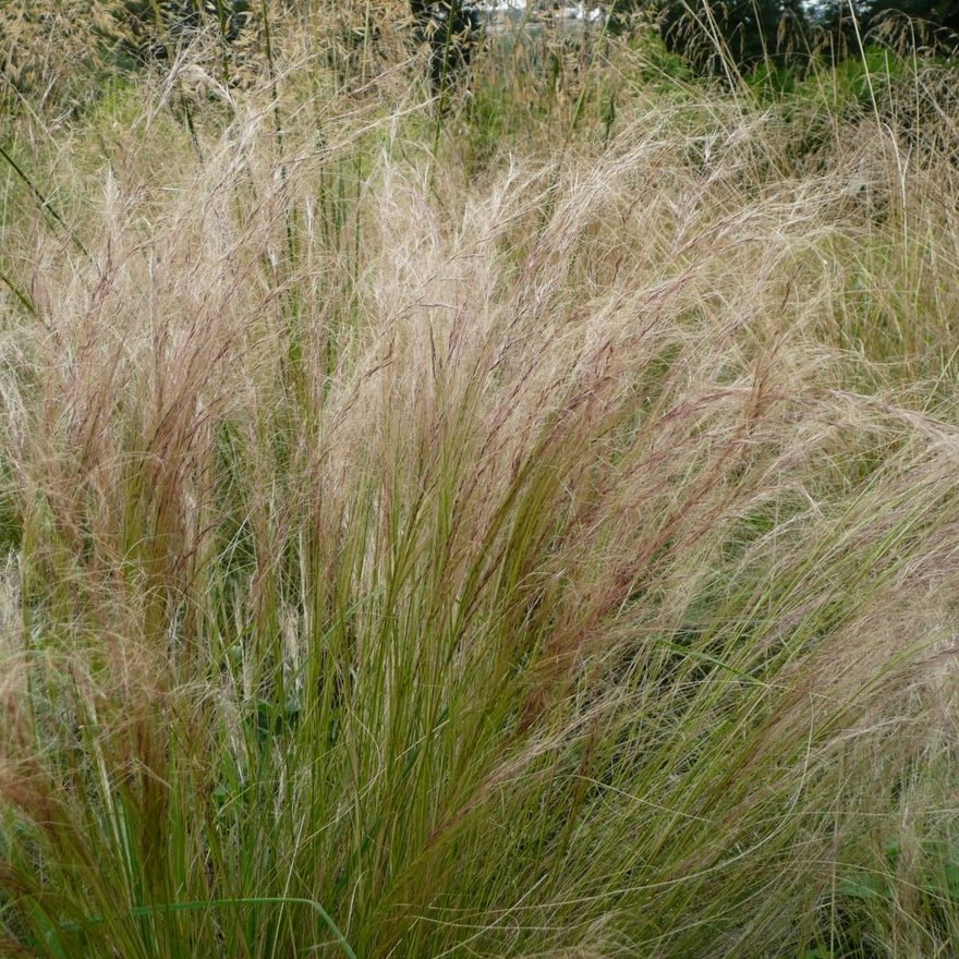 Stipa Tenuifolia E1759935275657