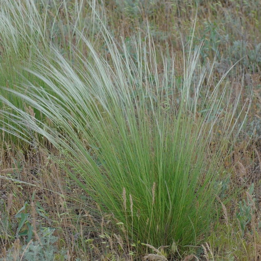 Stipa Lessingiana E1759935195655