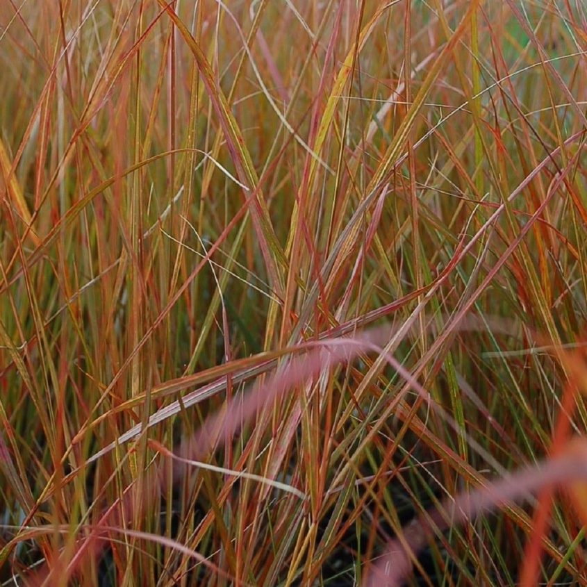 Stipa Arundinacea E1759935103456