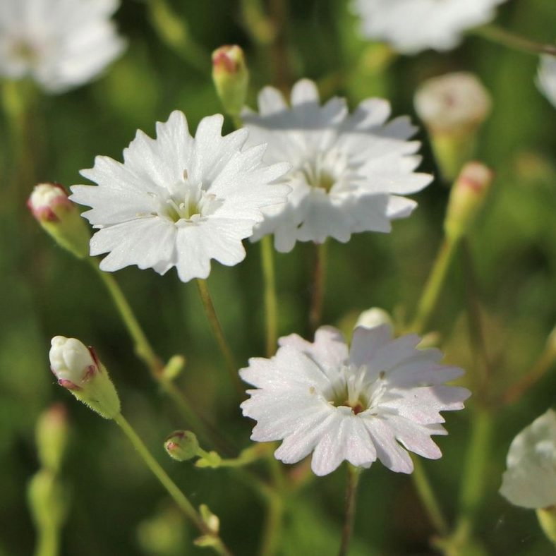 Silene Alpestris E1759934948243