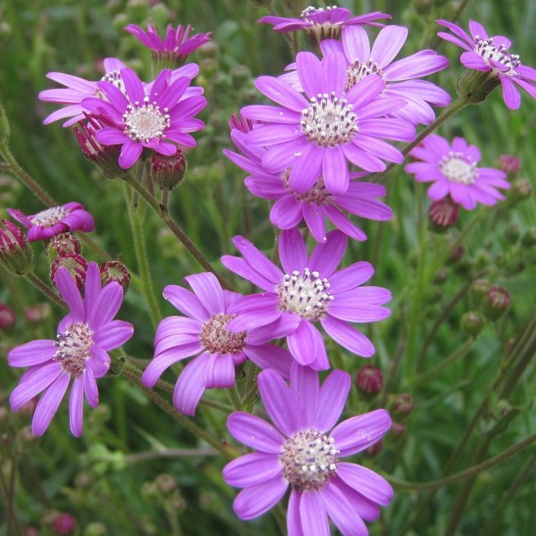 Senecio Polyodon E1759934826914