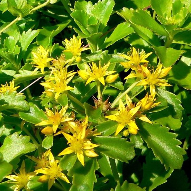 Sedum Ellacombe E1759934779597