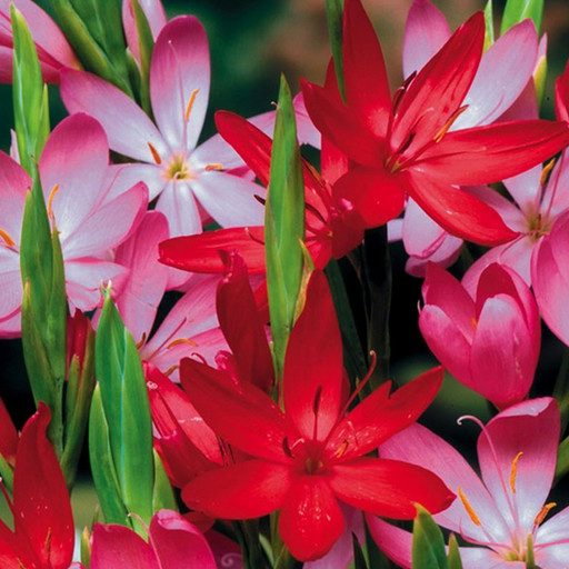 Schizostylus Mix E1759934385309