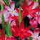 Schizostylus Mix E1759934385309