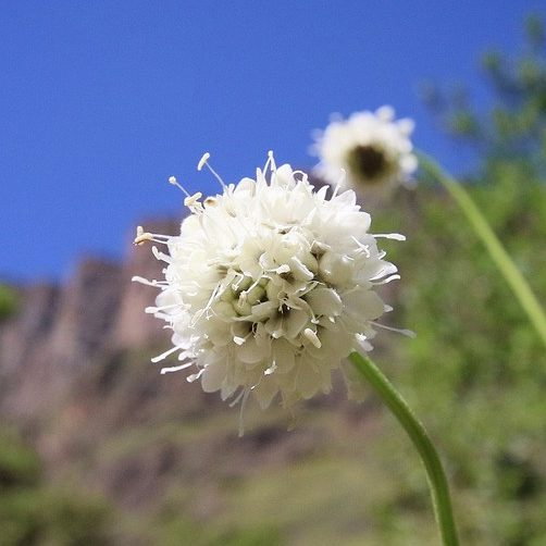 Scabiosa Drakensbergensis E1759934345765