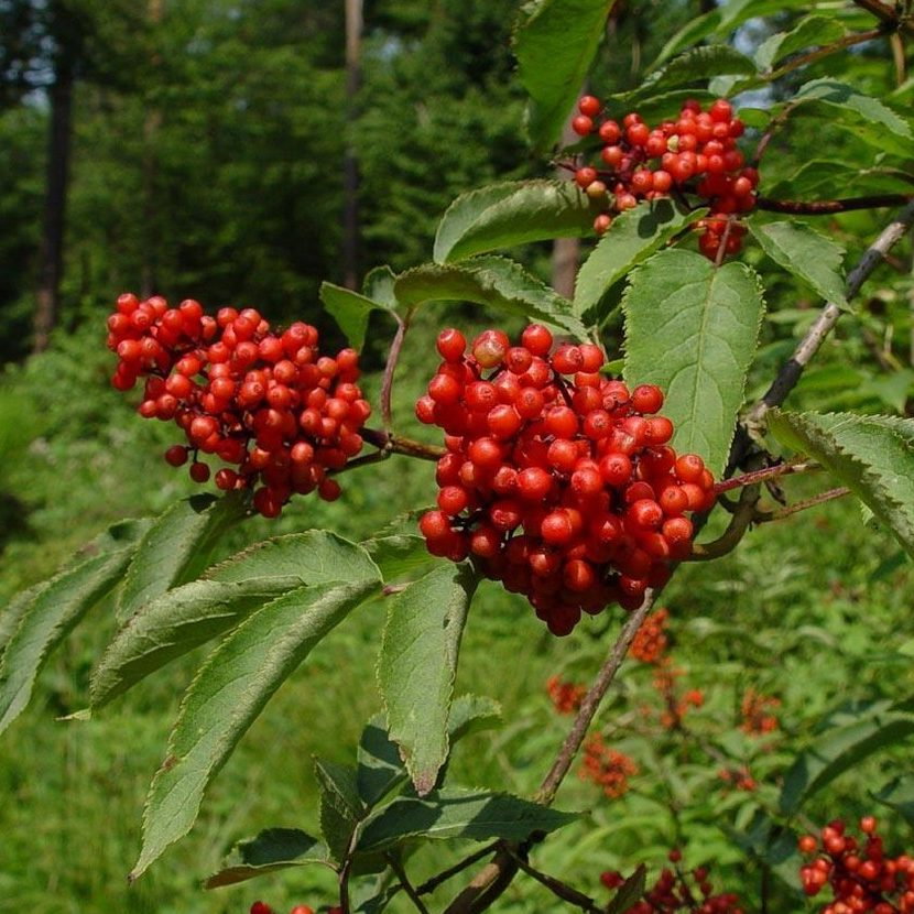 Sambucus Sachlinensis E1759934248917