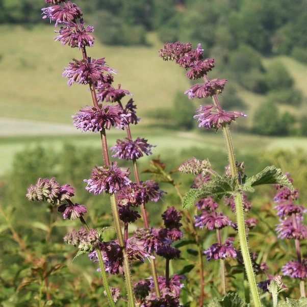 Salvia Verticillata E1759934193685