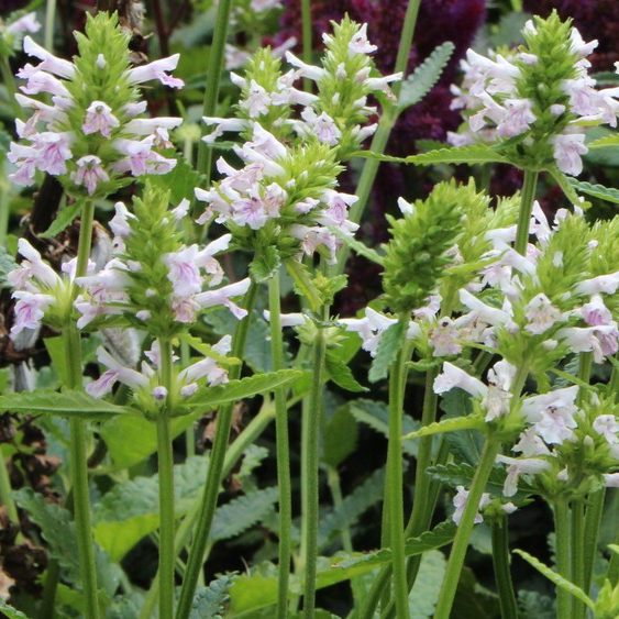 Salvia Officinalis Alba E1759934134376