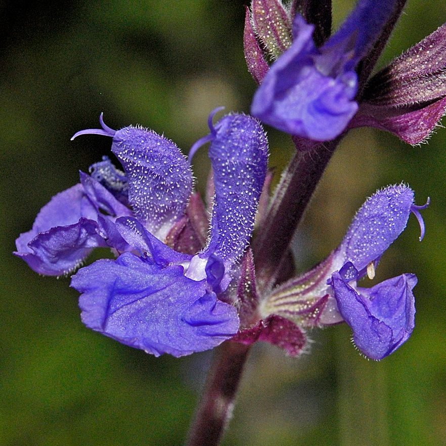 Salvia Amplexicaulis E1759934041776