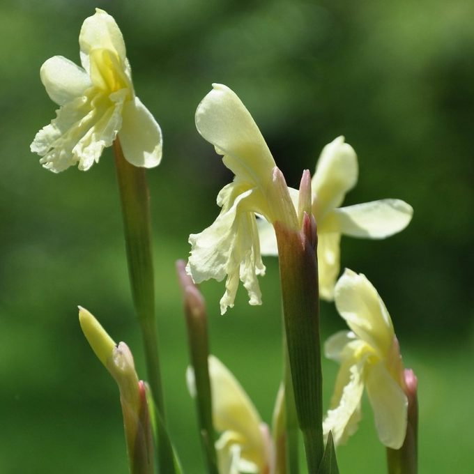 Roscoea Cautleyoides E1759933957968