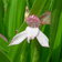 Roscoea Scilla Pink E1759933993798