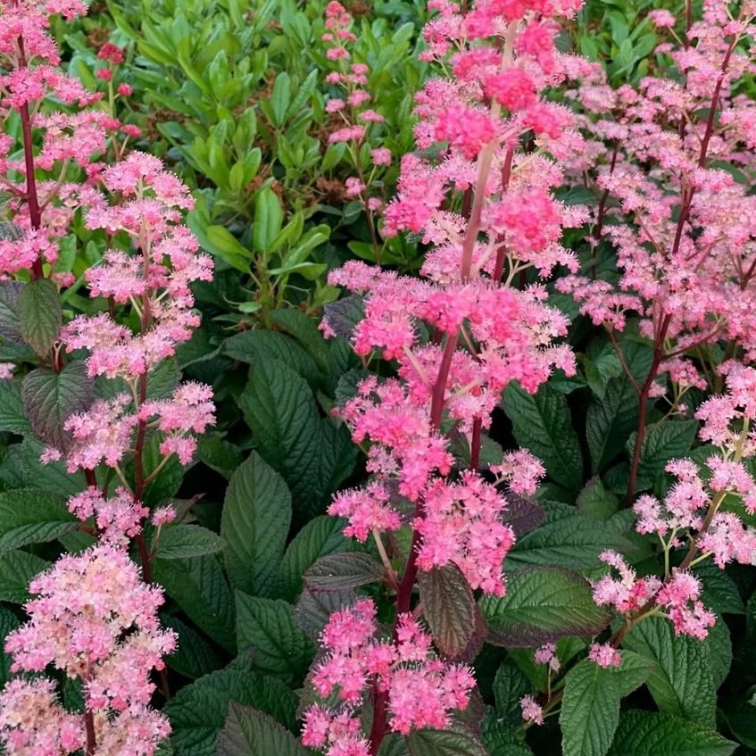 Rodgersia Pinnata Superba E1759933498535