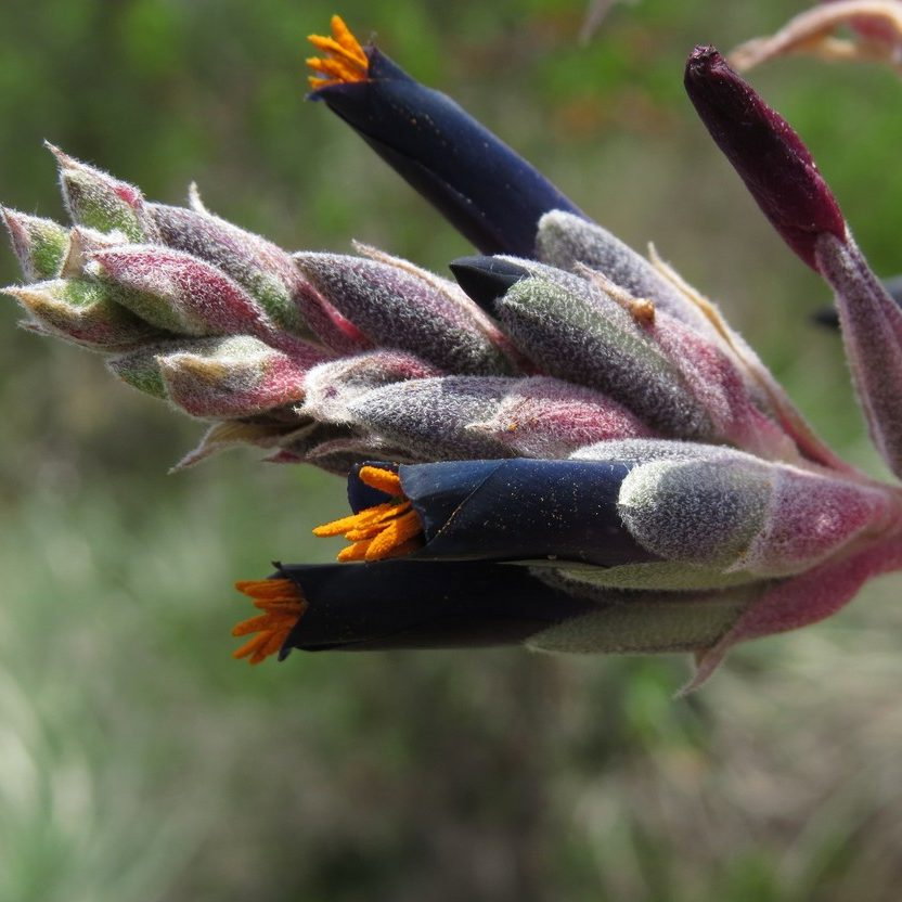 Puya Coerulea E1759933263438