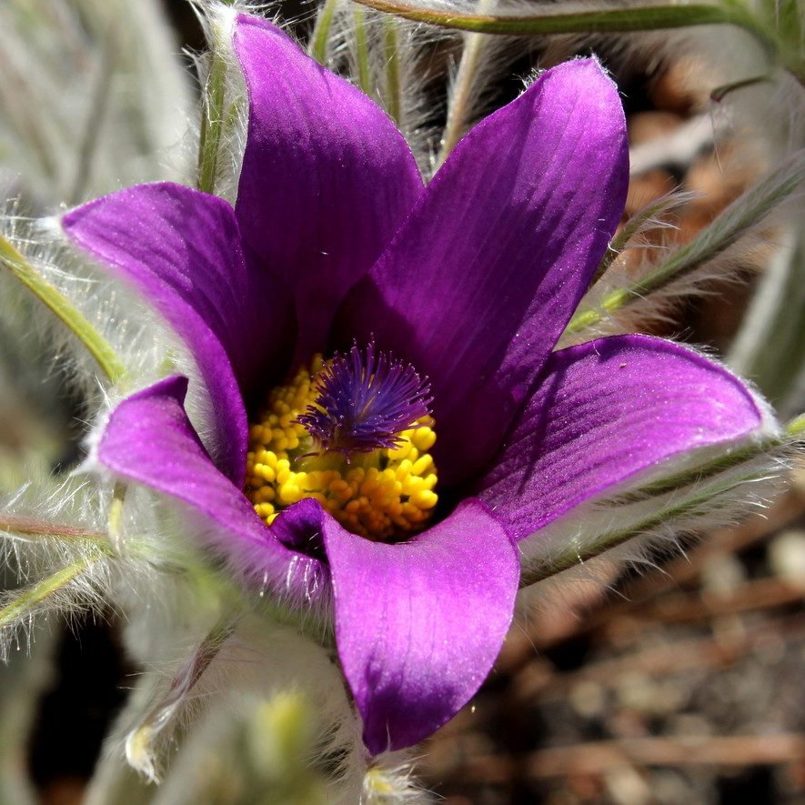 Pulsatilla Halleri E1759933220147