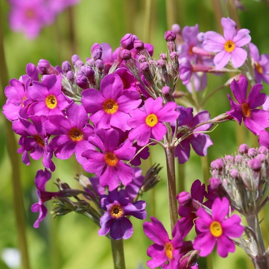 Primula Beesiana E1759932985529