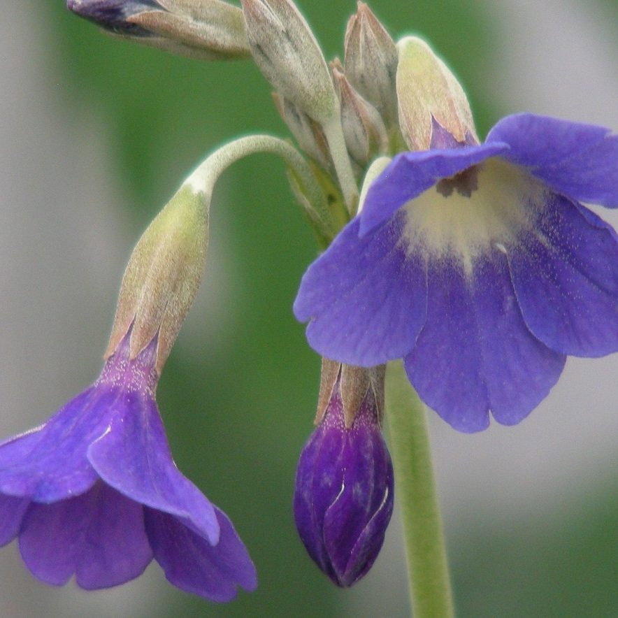 Primula Alpicola E1759932940275