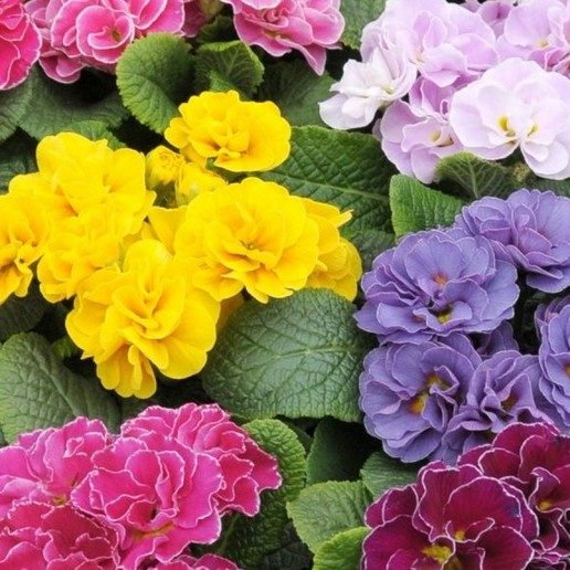 Primrose Double Mix E1759932896380
