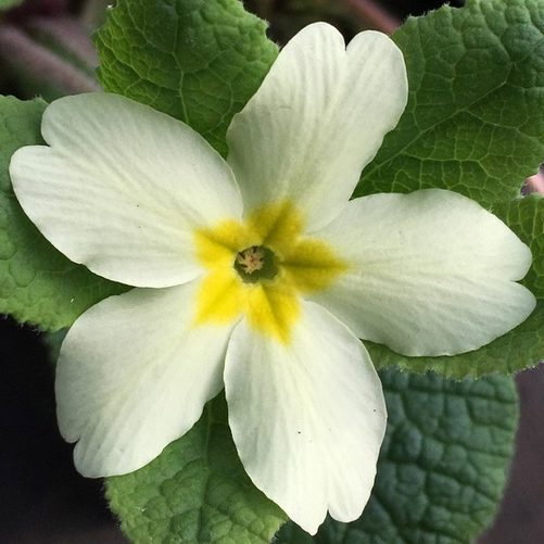 Primula Jack In The Green E1759933073567