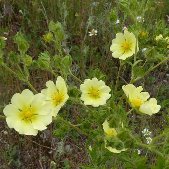Potentilla Recta Sulphurea E1759932754343