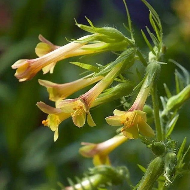 Polemonium Pauciflorum Sulphur Trumpets E1759932585311