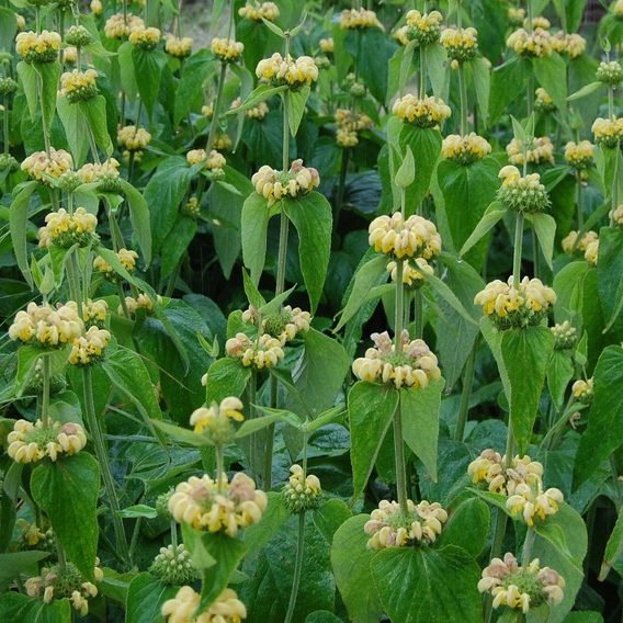 Phlomis Russeliana E1759932527174