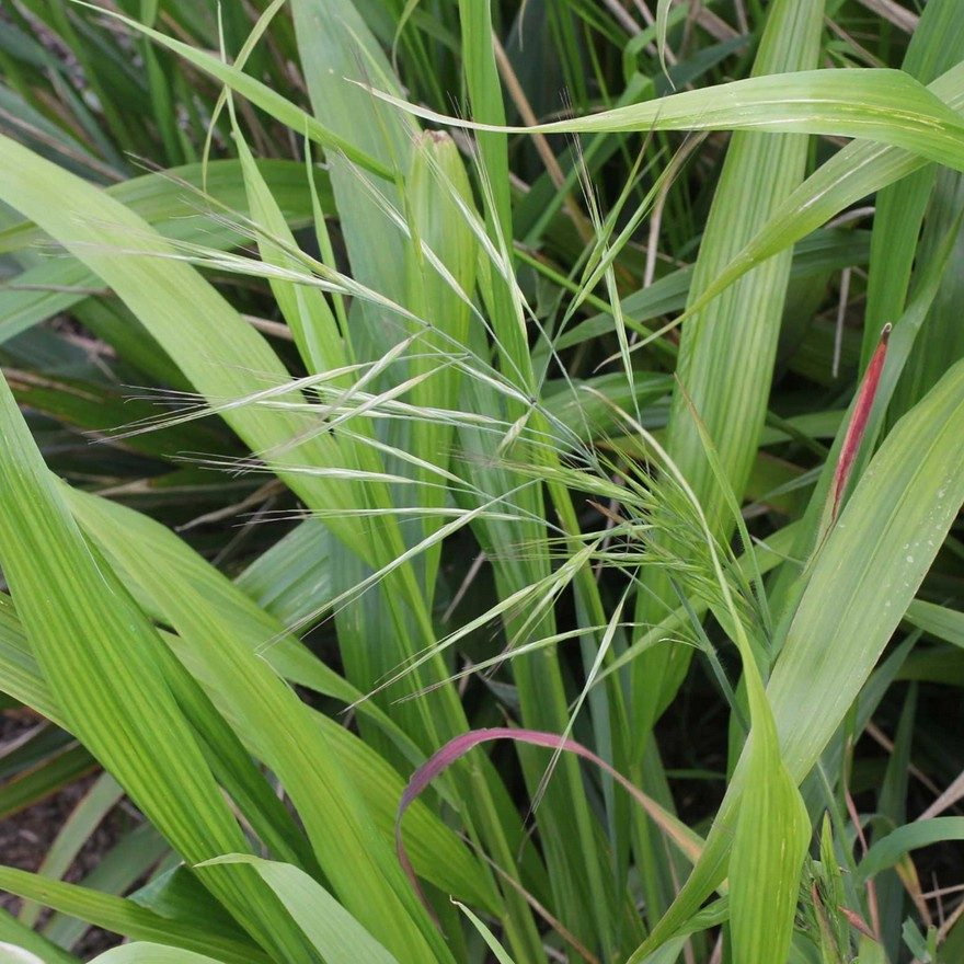Phaenosperma Globosa E1759932470891
