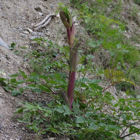 Peucedanum Verticillare E1759932420480