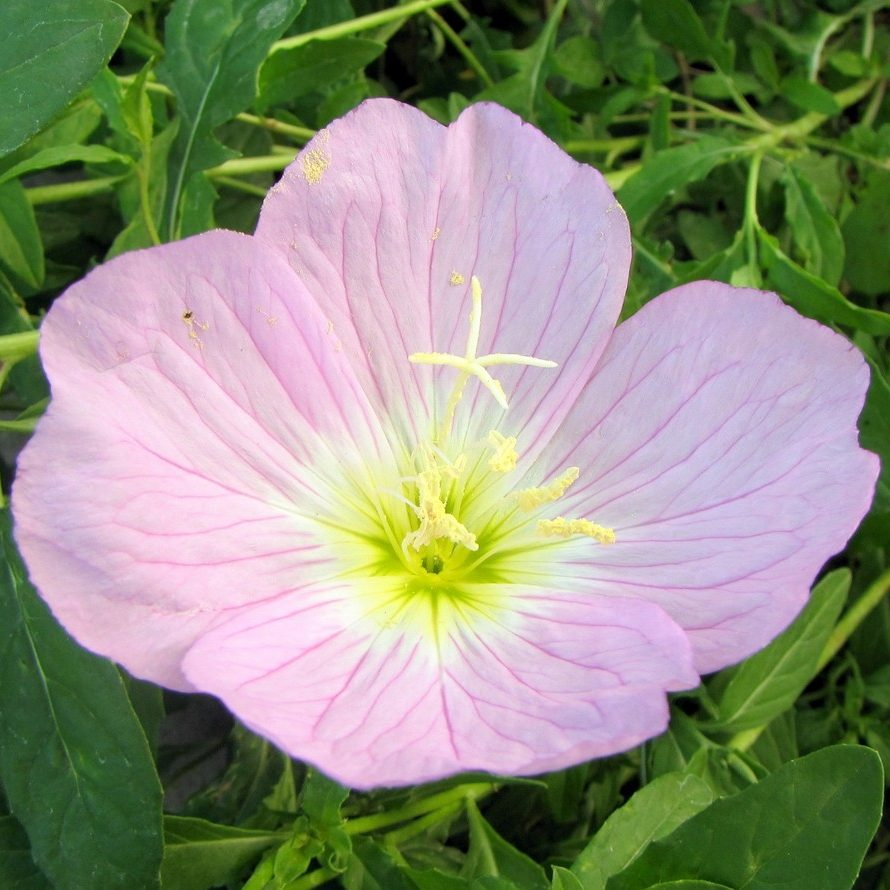 Oenothera Mix E1759932156973
