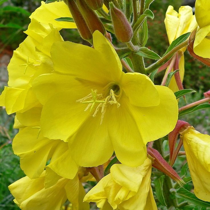 Oenothera Hookeri E1759932117462