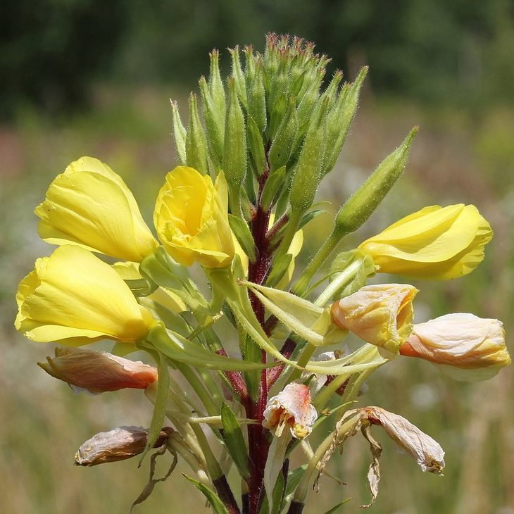 Oenothera Biennis E1759932072189