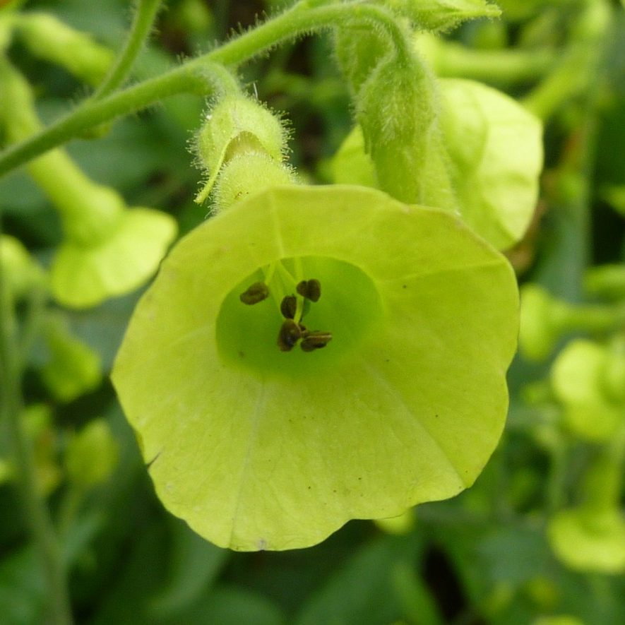Nicotiana Langsdorfii E1759931974690